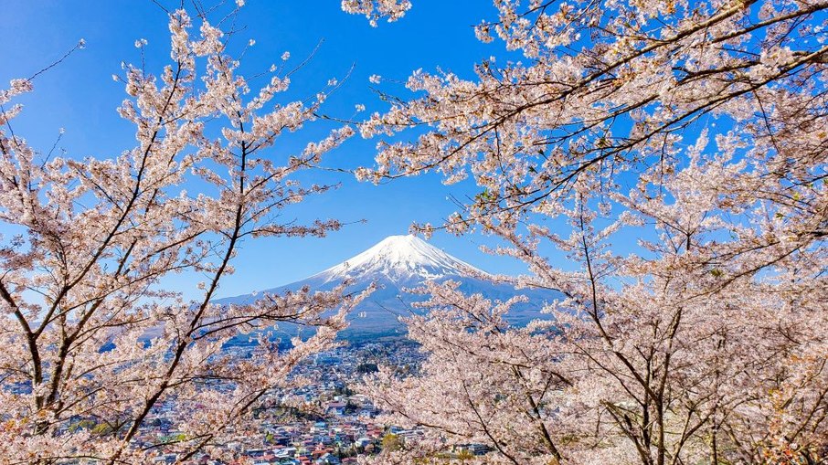 Floração das Cerejeiras no Japão
