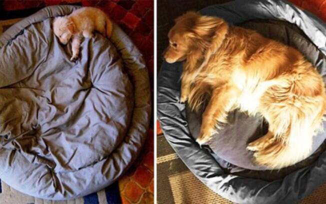 Incríveis fotos que mostram o crescimento de cachorros!