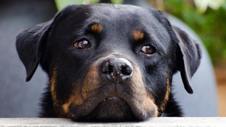 Guia de Raças: Rottweiler, um cão dócil, leal e protetor