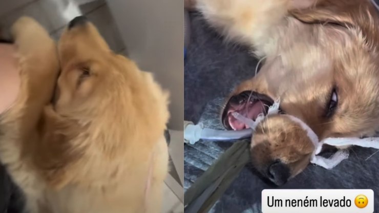 Golden assusta donos ao engolir peça íntima e repetir travessura