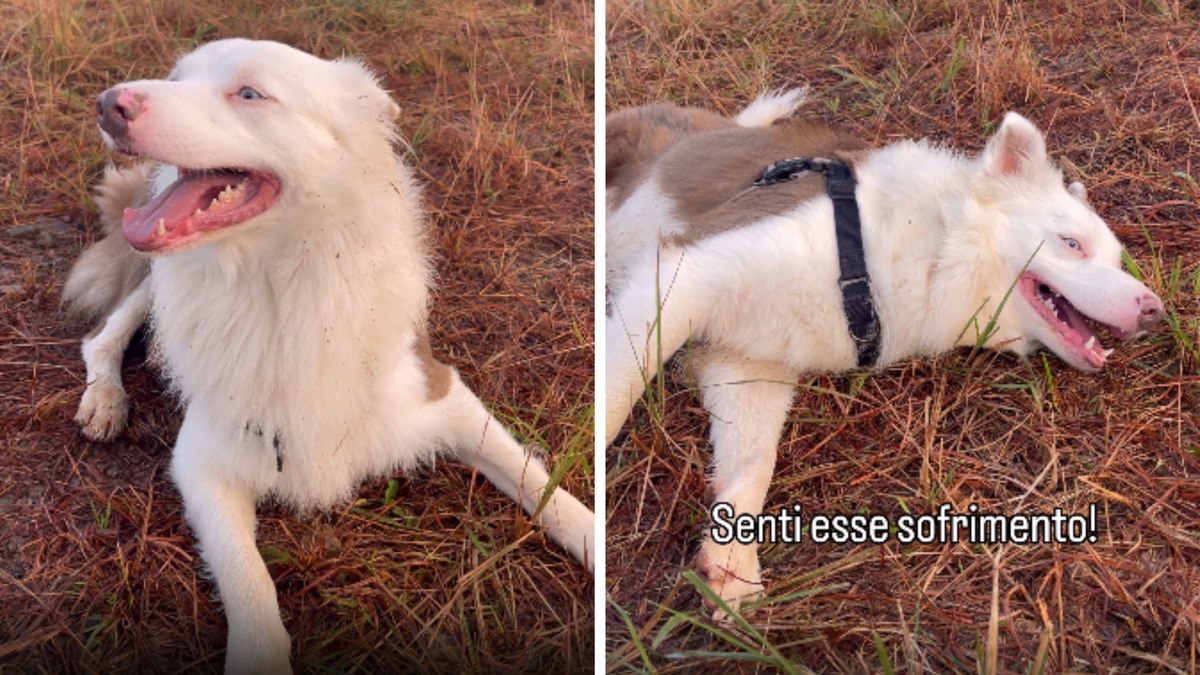 Border Collie se finge de morto em estilo faroeste