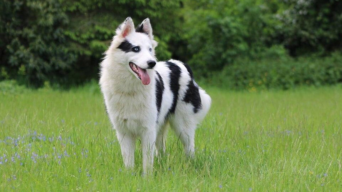 Cachorro da raça Yakutian Laika