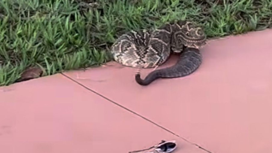 Mulher é picada por cobra cascavel em Goiás Mulher é picada por cobra cascavel em Goiás