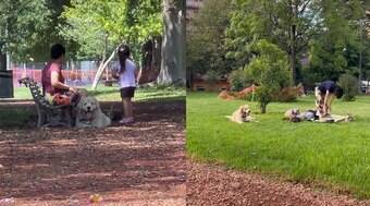Mulher leva cachorro ao parque, mas ele a troca por outras pessoas