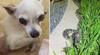 Dono salva cadelinha quando ela já estava na boca de uma cobra píton