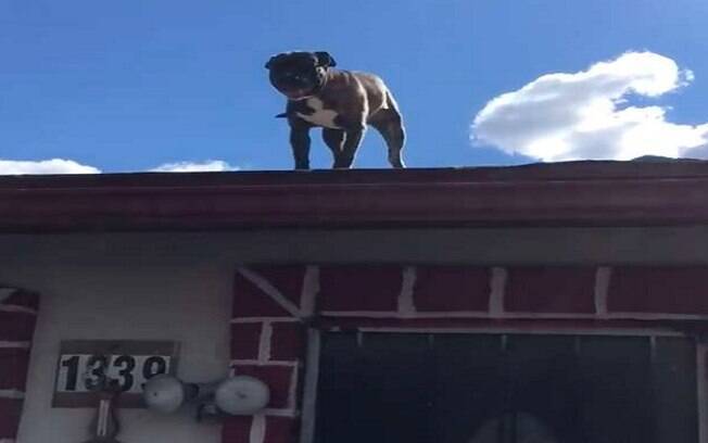O filhote de pit bull ficou preso em cima do telhado 