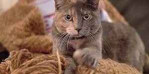 Por que os gatos afofam com as patas? Entenda esse comportamento
