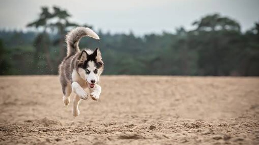 Yakutian Laika foi reconhecida oficialmente apenas em 2005, na Rússia