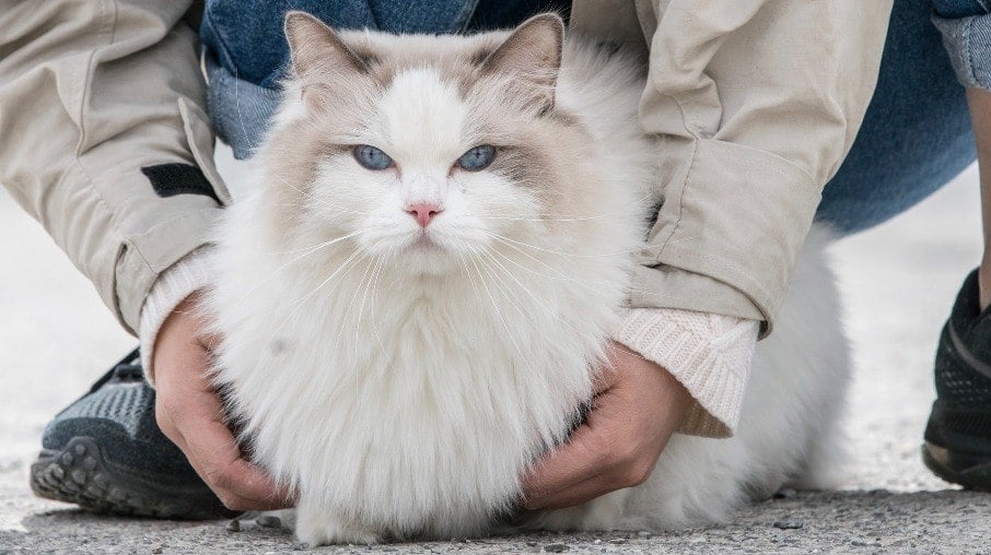 Os padrões originais da raça aceitavam apenas cores mais claras, mas hoje podem ser encontrados gatos da mesma raça mais coloridos