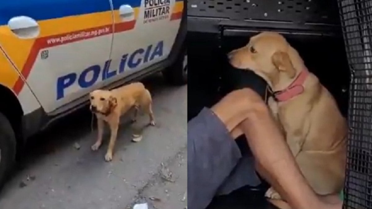 Cadela só sossegou quando foi colocada junto ao preso na viatura da polícia.