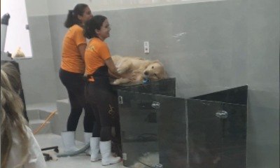 Golden Retriever se recusa a deixar pet shop após banho