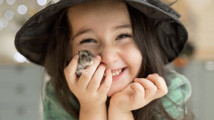 6 bons motivos para você ter um hamster como animal de estimação