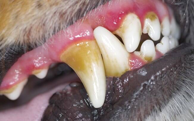 O tártaro em cachorros pode deixar manchas amareladas no dentes do cachorro. 