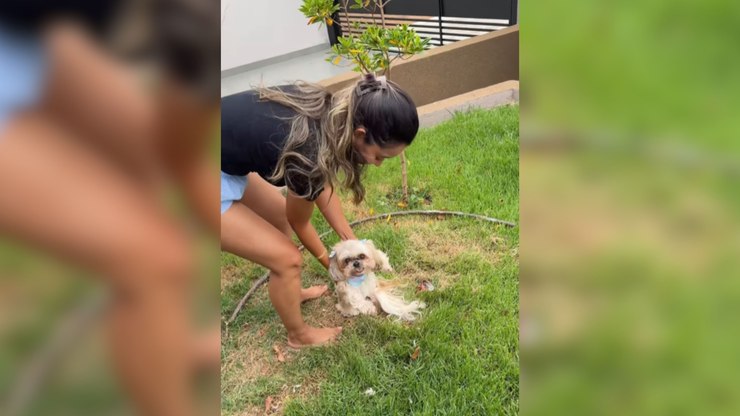 Tutora estranha silêncio e flagra shih tzu devorando pomba