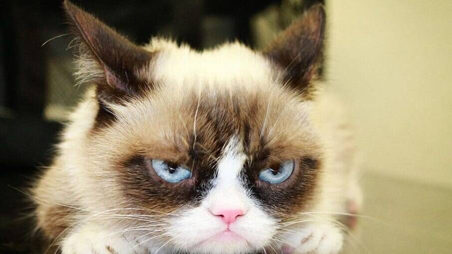 Grumpy ficou conhecido na internet como o gato mais mal-humorado do mundo