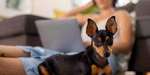 Cães de adestramento: saiba detalhes de como funciona o trabalho