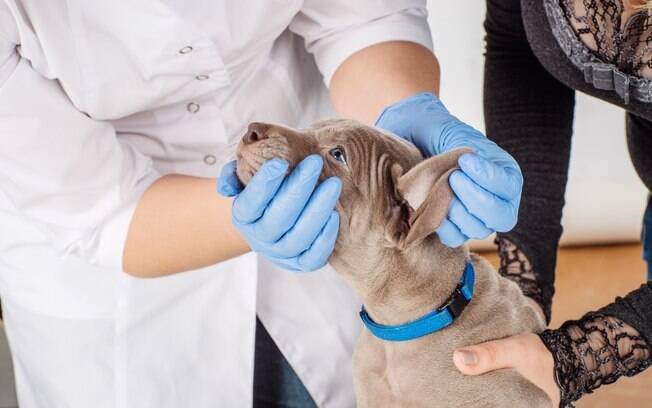 Assim que notar os sintomas, leve seu cão ao veterinário para realizar os exames