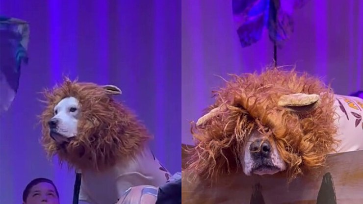 Cão rouba cena durante apresentação de "Rei Leão" na escola