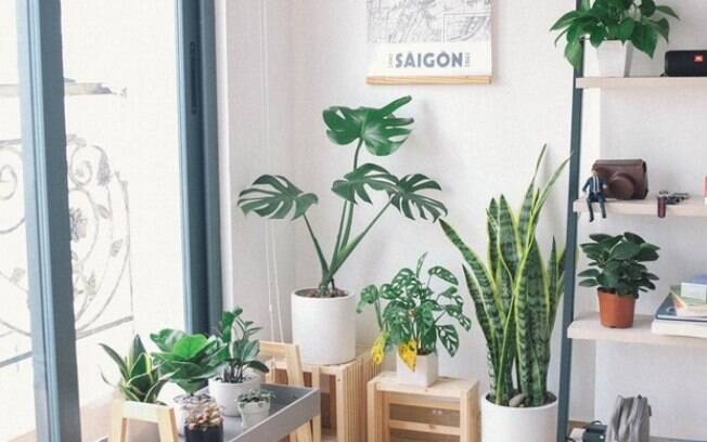 Habitissimo destaca as espécies de plantas mais indicadas para apartamentos e casas