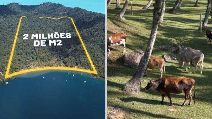 Fazenda%20em%20ilha%20com%20cria%C3%A7%C3%A3o%20de%20vacas%20%C3%A9%20vendida%20por%20R%24%2080%20milh%C3%B5es