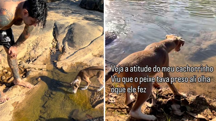 Cachorro caramelo salva peixe preso entre pedras e viraliza
