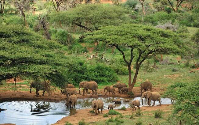 No Quênia, o turista encontrará elefantes e mais animais selvagens típicos da África