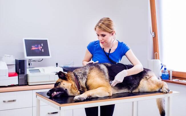 Cada caso de hepatozoonose canina é diferente e precisa de um tratamento específico. Cabe ao veterinário analisar a situação do animal e determinar o melhor método