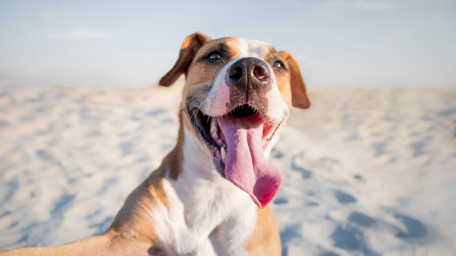 Tomando todos os cuidados necessários, os cães podem aproveitar ao máximo as férias em família - A veterinária Mariana Raposo é gerente de produtos da Avert Saúde Animal.