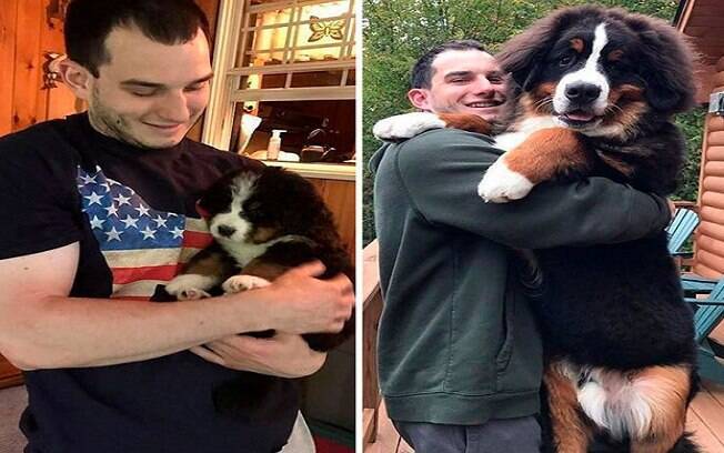 Os melhores antes e depois com animais já postados nas redes sociais 
