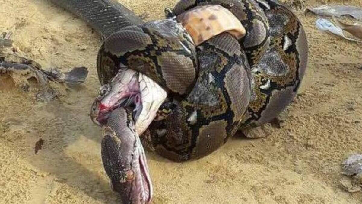 Qual é a cobra mais venenosa do mundo?