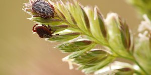 Febre maculosa: saiba como remover o carrapato com segurança