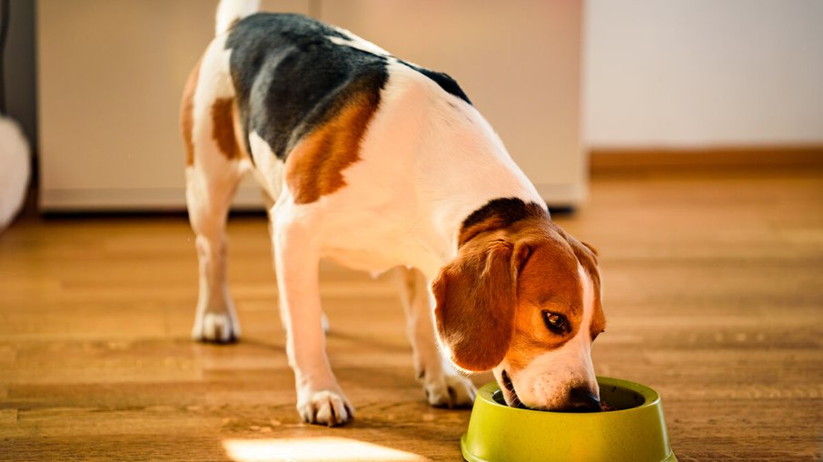 É importante se atentar aos nutrientes da alimentação alternativa oferecida aos pets.