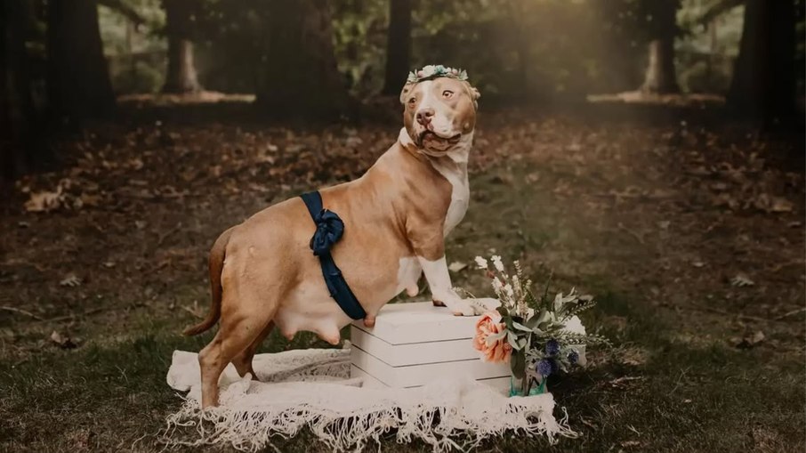 Pit bull grávida ganha ensaio de maternidade antes do parto