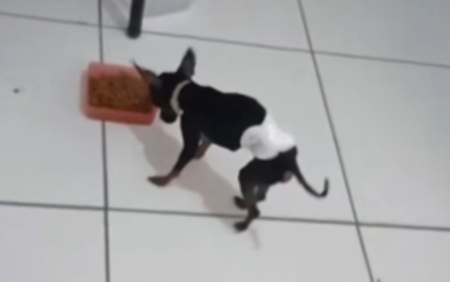 Pets adotam jeito diferente para comer em casa 9xjamise0doyiiuv7hkzv31oi
