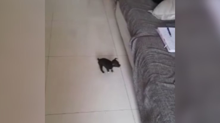 Pinscher rouba a cena ao tentar subir em sofá alto demais