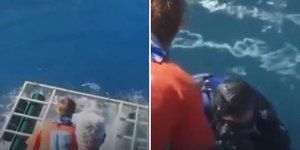 Tubarão branco invade gaiola e deixa mergulhador em pânico