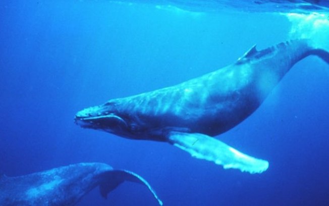 Baleias formam sequência de Fibonacci com bolhas em novo vídeo