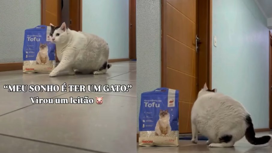 Gatinho gordinho inicia processo de emagredecimento