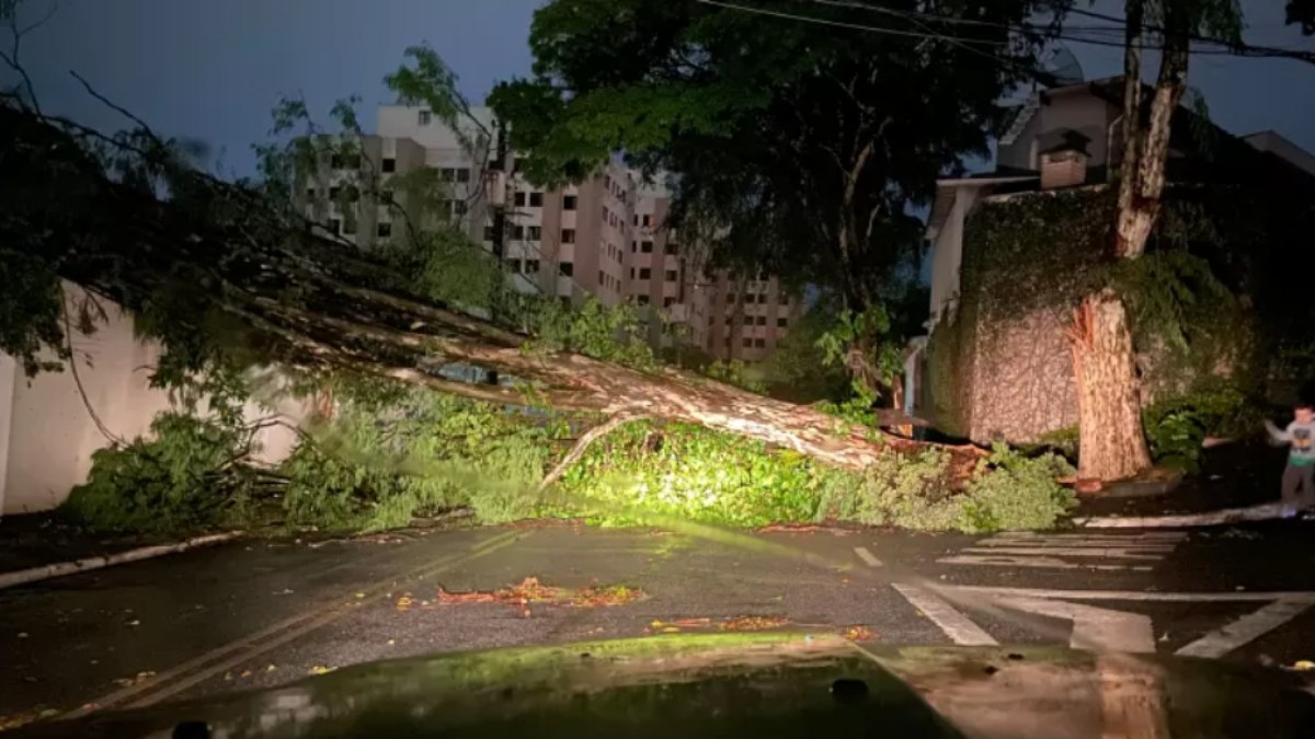 Uma árvore caiu em Santo Amaro, na zona sul da capital