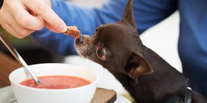 Podemos incluir sopa na alimentação canina?