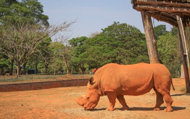 Zoológico de Brasília abre todos os dias em julho