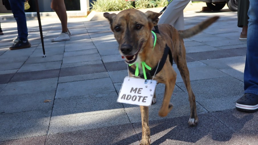 Grupo Resgatinhos levou animais para adoção durante o Grupo Resgatinhos levou animais para adoção durante o