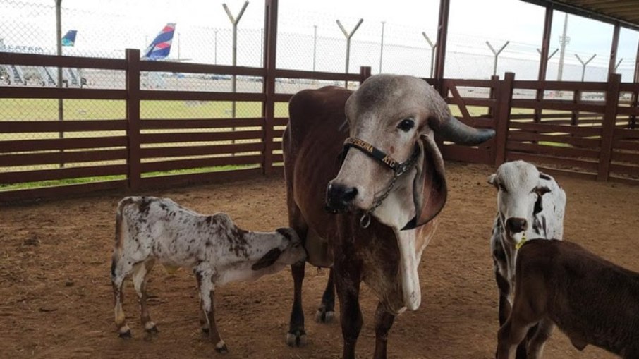 Operação é planejada passo a passo para garantir tranquilidade aos animais Operação é planejada passo a passo para garantir tranquilidade aos animais