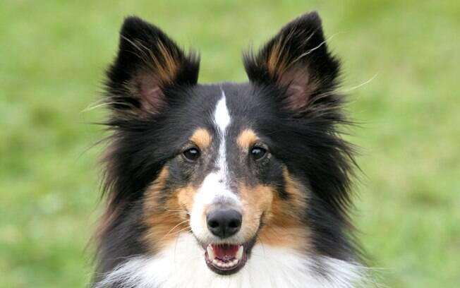 O Pastor de Shetland é um cão muito inteligente