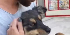 Cachorrinha resgatada na Turquia conquista família brasileira