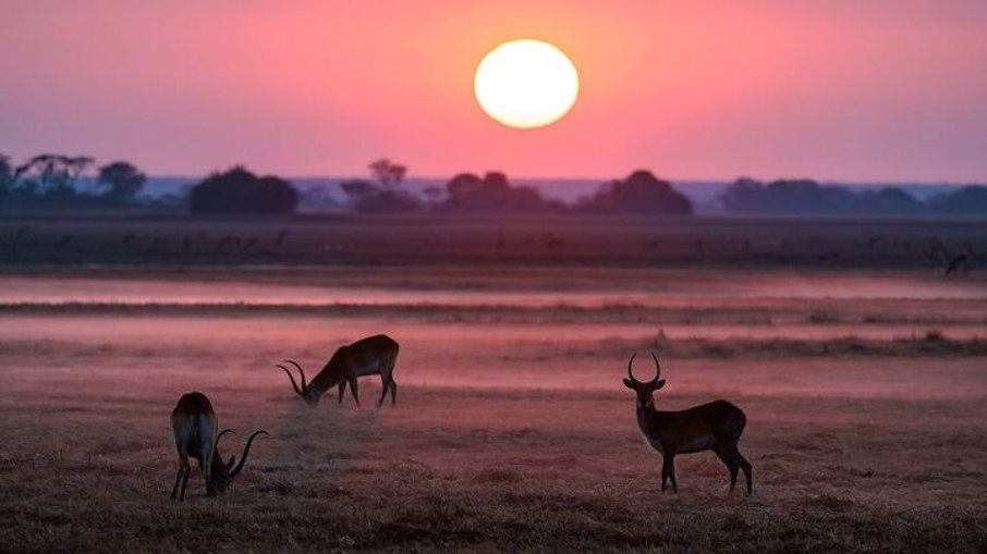 Animais selvagens no Parque Nacional Kafue, na Zâmbia