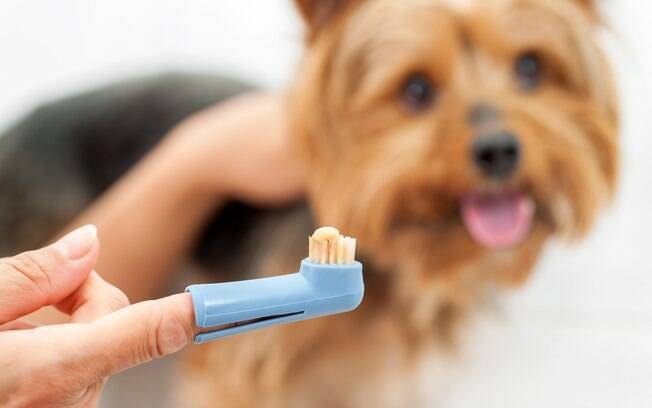 Escova de dentes de cachorro