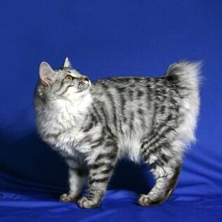 Japanese Bobtail - undefined