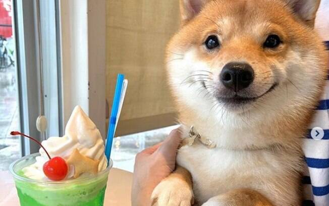 Cãozinho que sempre está sorrindo conquista internautas