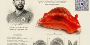 Nova lesma-do-mar é nomeada em homenagem a Vozinha; conheça